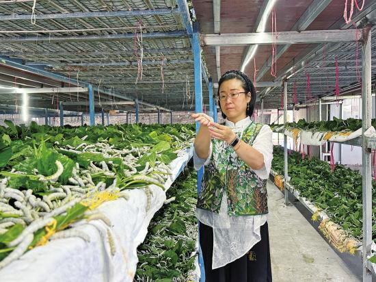 一根“金丝线”串起千家万户致富梦