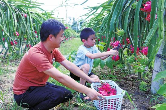 火龙果甜蜜来袭 盛夏采摘正当时