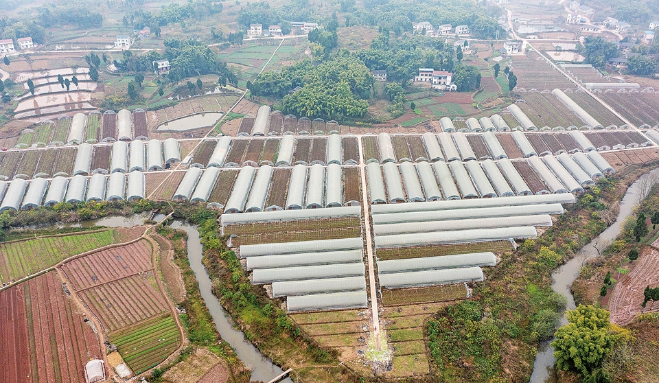 航拍下的三驱镇板桥村600余亩蔬菜基地