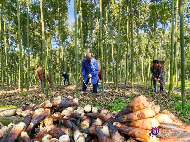 大足春日“限时鲜货”上市 2万亩雷竹迎来集中出笋期