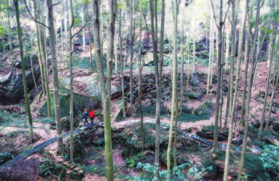 楠木林冬韵深幽