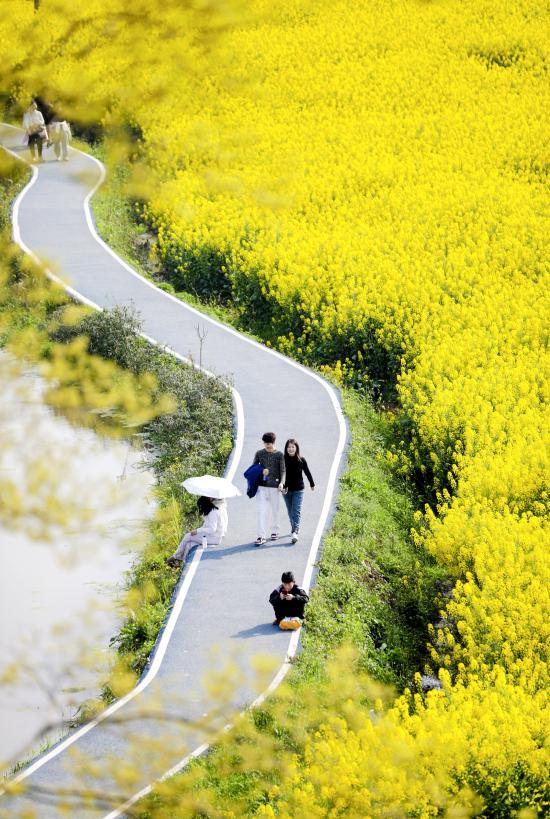 龙岗街道前进社区2100亩油菜花基地吸引众多市民来此踏青