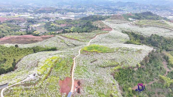 3000亩李花竞相开 踏青赏花正当时