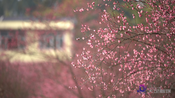 寒梅吐蕊迎新春 暗香浮动引客来