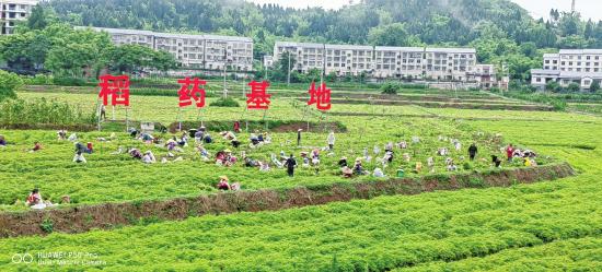 药香漫山岗 羊鲜誉四方