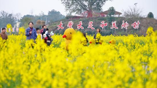 大足25万亩油菜花勾勒田园春景