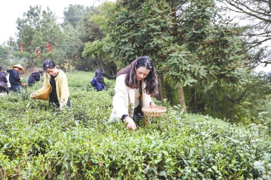 川渝茶企抱团做强 第二届巴蜀茶文化旅游节开幕