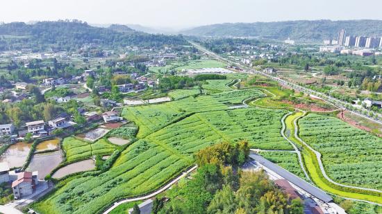 大足区多举措力促油菜丰产丰收
