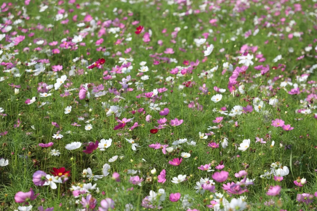 格桑花海绚烂绽放,浪漫旖旎等你来!