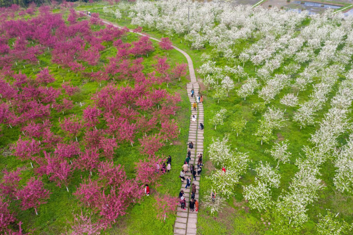 赏花攻略:大足开启花海刷屏模式