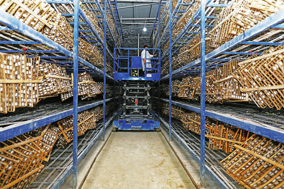 乡村“生长”智慧蚕桑