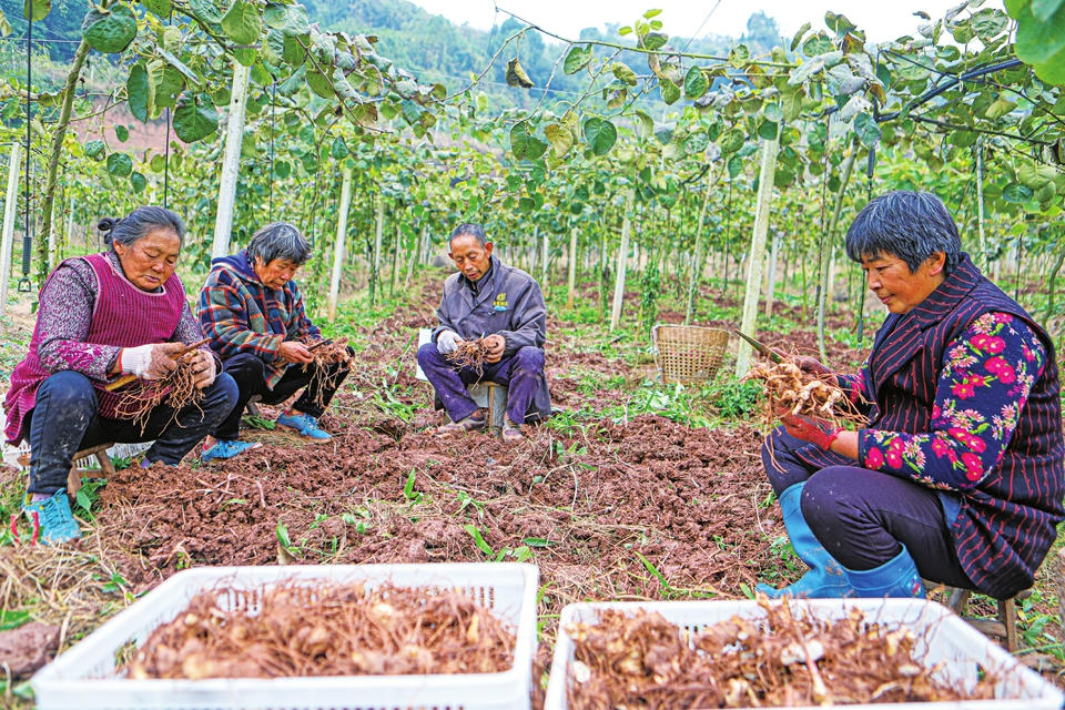 季家镇柏杨村集体经济产业基地种植的黄精喜获丰收