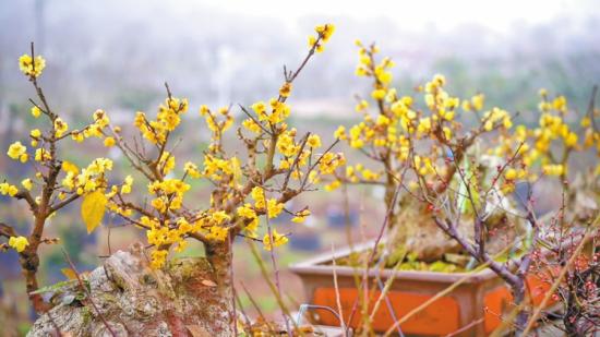 宝兴老三梅园的梅花开了