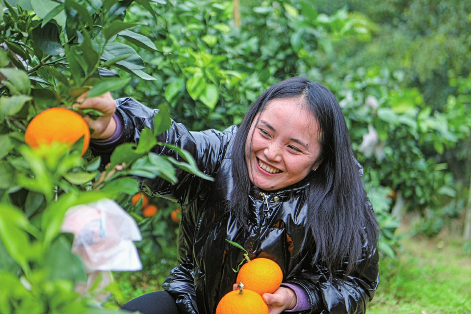 柑橘丰收农户增收