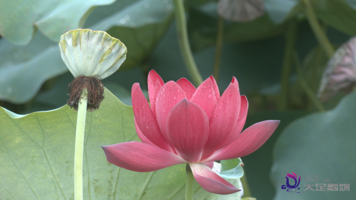 中秋佳节至 到大足赏太空荷花