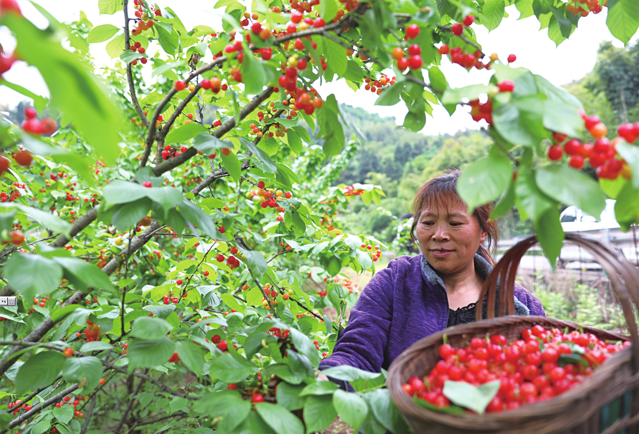 宝顶镇近3000亩樱桃成熟