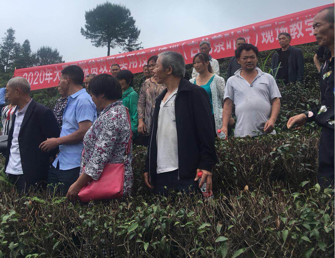 古龙镇：开展茶叶技术培训 助力脱贫攻坚