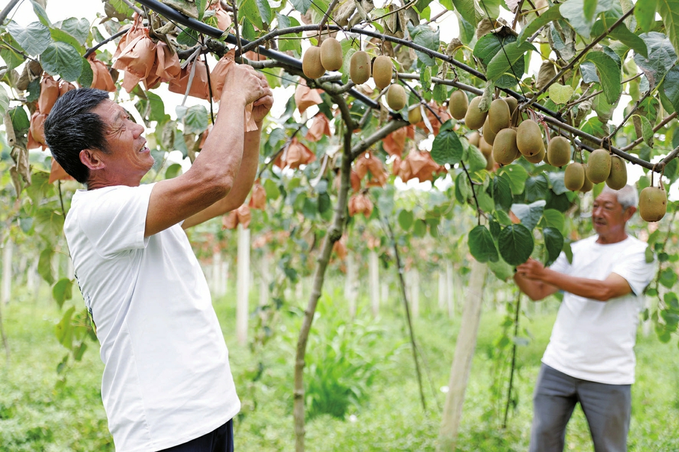 柏杨村猕猴桃壮大集体经济