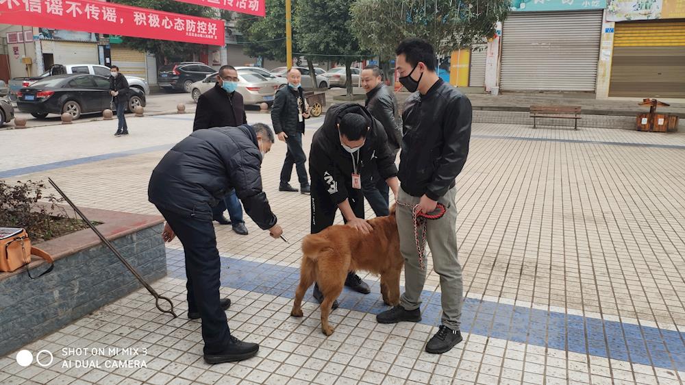 金山镇开展2020年犬只疫苗接种工作