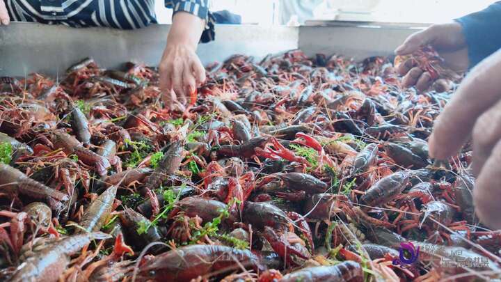 一水两用一田双收 雍溪小龙虾唱响丰收曲