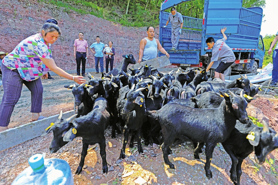 特别关注：看大足黑山羊如何“洋”起来