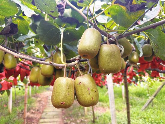 大足红心猕猴桃上市