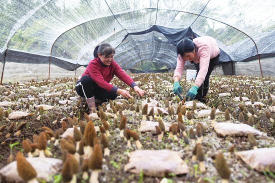大足区石马镇羊肚菌喜获丰收